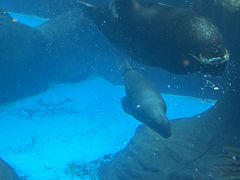 -海合安成都极地海洋公园