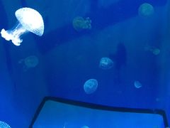 -泉城欧乐堡海洋极地世界