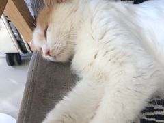 -平行世界·猫咖(首经贸店)