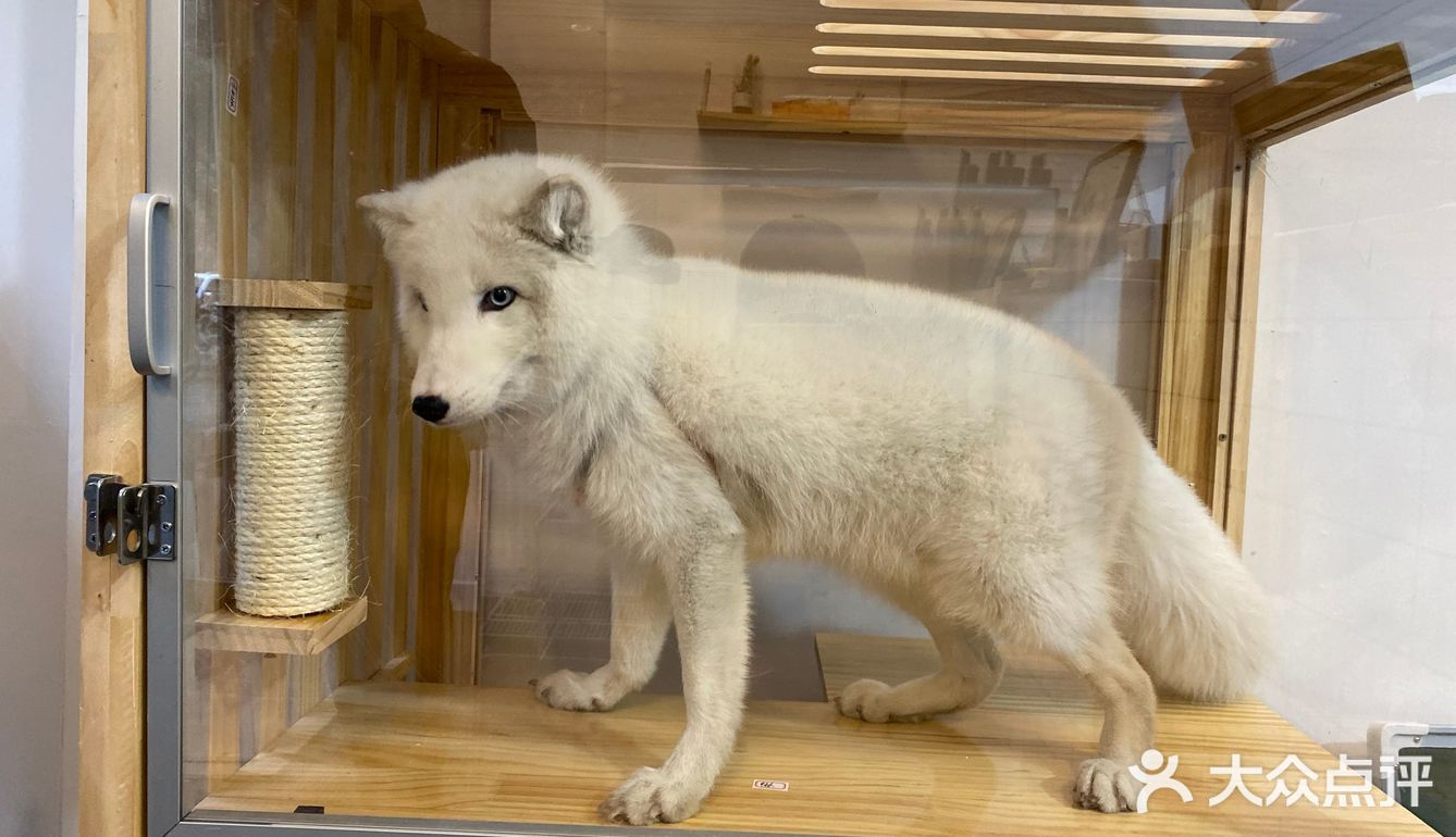 这家狐狸奶茶开业半价  感觉还是非常不错奥