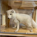 这家狐狸奶茶开业半价  感觉还是非常不错奥