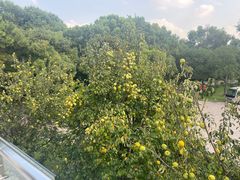 -上海虹桥迎宾馆