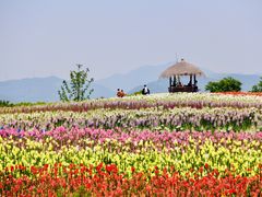 -径山花海