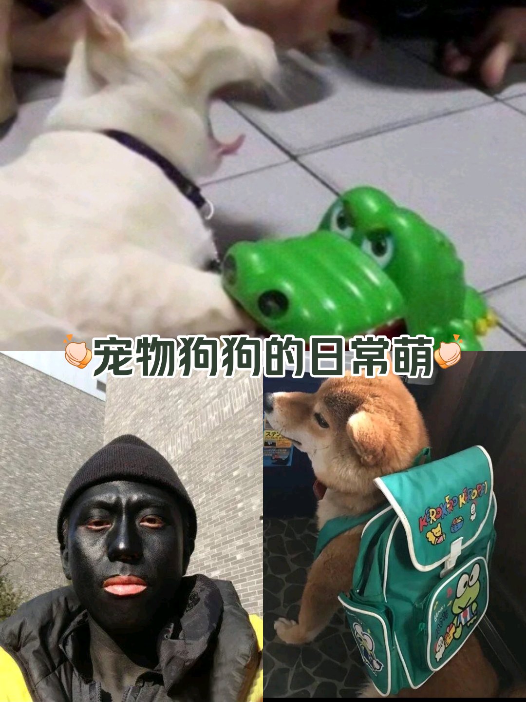 累完犊子图片猫图片