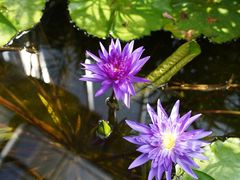 -国家植物园南园