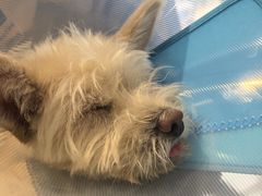 -北京派仕佳德动物医院·超导核磁·CT·神经科·骨科·内外科·急重症管理中心