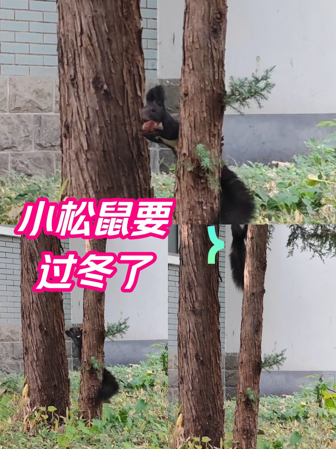 这是谁家的小松鼠啊?赶快为冬眠存货吧!