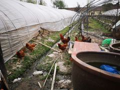 -喜杨洋草莓采摘园