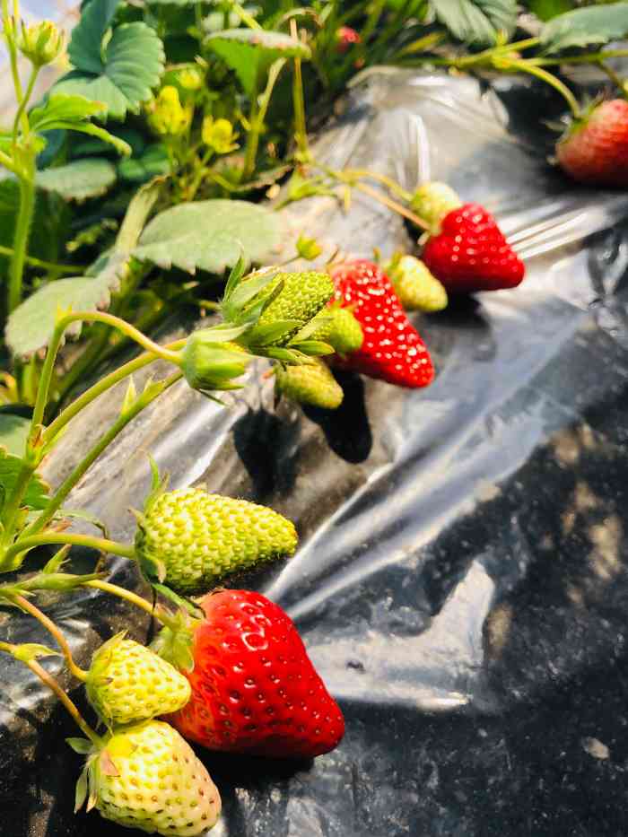 木林森生态采摘园-"#点评有礼#采摘园品种挺多,价钱不便宜,.