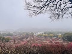-香雪海