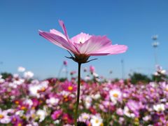 -田园东方蜜桃村的田野营地