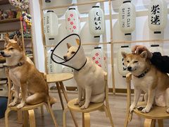 -柴迷FANS CLUB·柴犬狗咖·猫咖