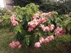 -深圳湾公园(南山区)