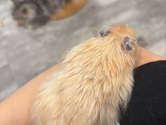 -楼上猫咖(罗湖店)