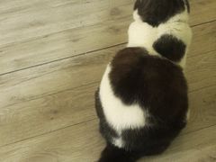 -海边的猫和咖啡馆