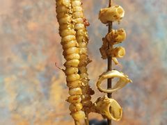 玉米粒-小二楼炖肠