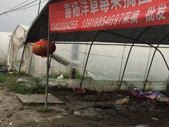 -喜杨洋草莓采摘园