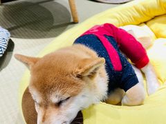 -逗柴咖啡屋·狗咖猫咖宠物桌游