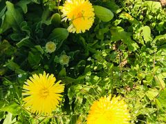 -迪茵湖田家舍生态农场