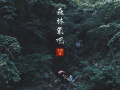 -牛背梁国家森林公园