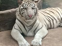 -清迈夜间动物园