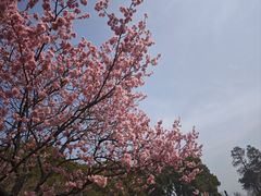 -无锡梅园公园