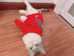 -喵zoo家庭繁育猫舍(尖东智能花园店)