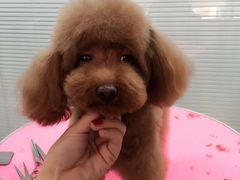 -瑞派·关忠动物医院·猫专科·犬专科(三环新城店)