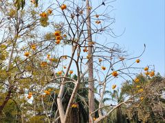 -中国科学院西双版纳热带植物园