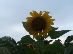 -扬州大学扬子津校区润园餐厅