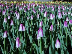 -长春公园(普阳街道)