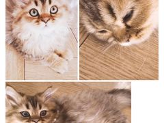 -PETKIT小佩宠物(古北店)