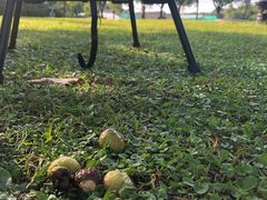 -上海佘山世茂艾美酒店