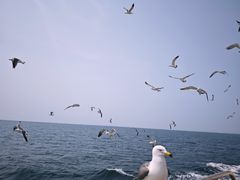 -海驴岛(荣成市)