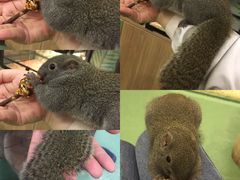 -藦茜花园宠物主题亲子互动体验馆(国顺东路店)
