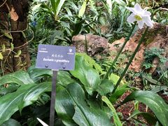 -深圳仙湖植物园