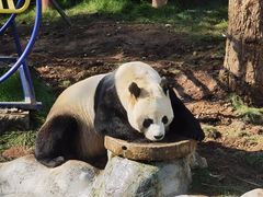 -栾川竹海野生动物园