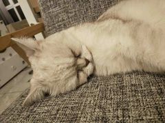 -有猫儿腻咖啡厅.猫咖