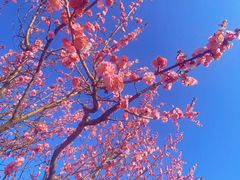 -上海辰山植物园
