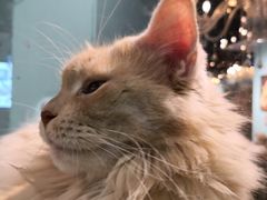 -猫小院猫主题餐厅(三里屯店)