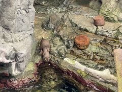 -大阪海游馆