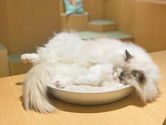 小可爱-CAT’S MEWSTAR CAFE·喵星球猫屋(晴湾咖啡店)