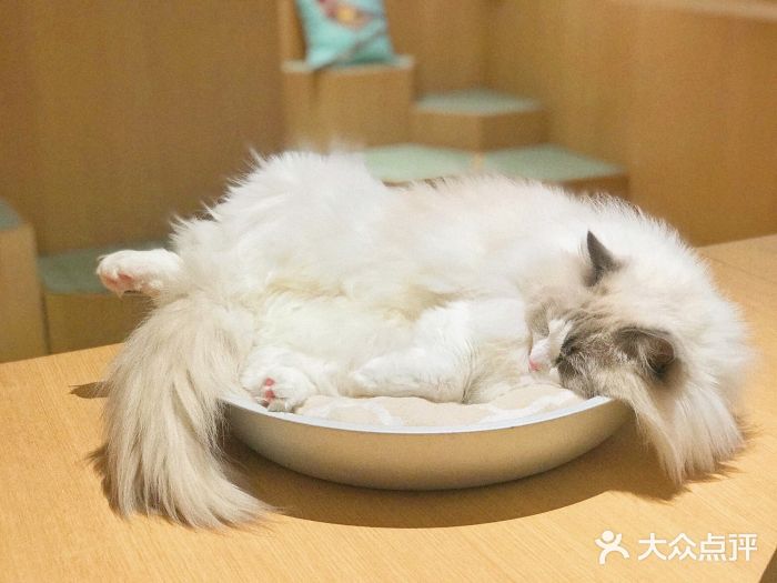 CAT’S MEWSTAR CAFE·喵星球猫屋(晴湾咖啡店)小可爱图片