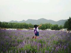 android_upload_pic-北京东方普罗旺斯薰衣草庄园