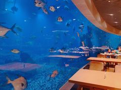 -海棠湾洲际-涛·海底餐厅·美人鱼·自助餐·海底隧道