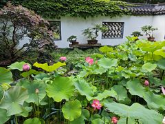 -上海醉白池公园