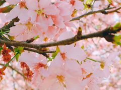 -天适樱花悠乐园