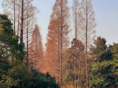 -上海滨江森林公园
