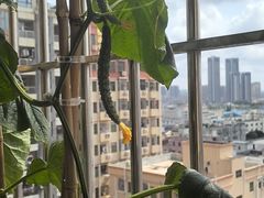-春润大地海南椰子鸡(沙井京基百纳广场店)