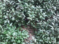 -上海多利农业发展有限公司